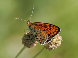mélitée orangée male2